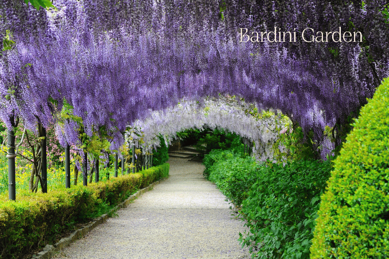The hanging wisteria along a path at the Bardini Garden 